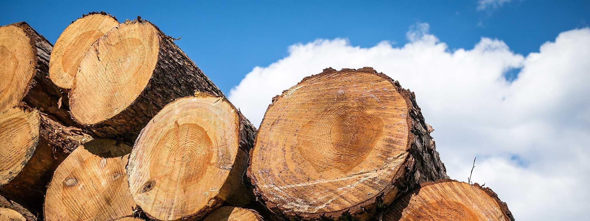 Wood-Mizer Establishes Corporate Office in Peru